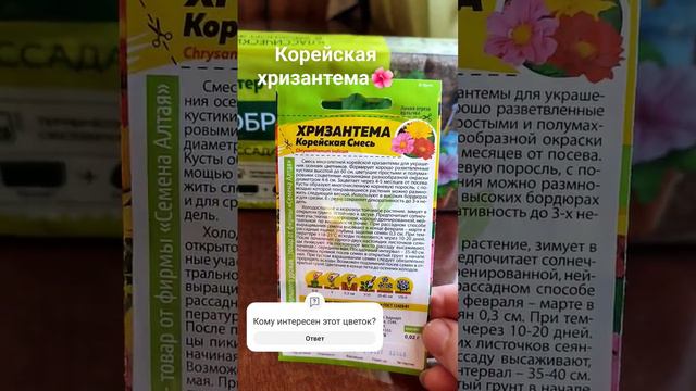 Хризантема корейская.#хризантема#саженцыхризантемы смотреть онлайн