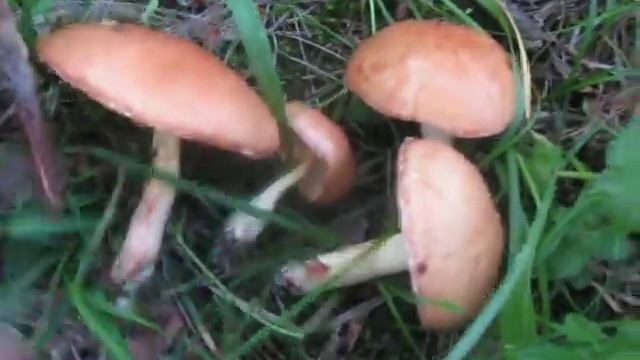 Масляна зерниста (Suillus granulatus) смотреть онлайн