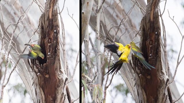 Learning about the Regent Parrot from the Euston Public School смотреть онлайн
