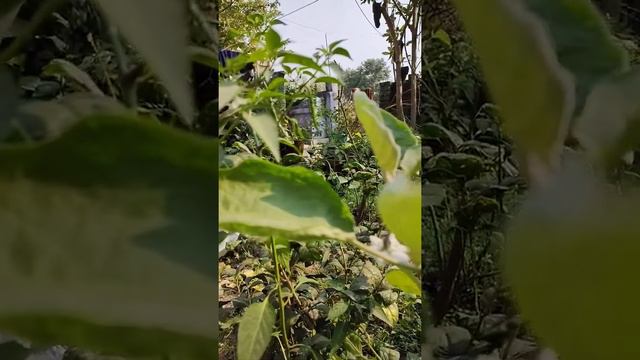 green plants.hari Mirchi смотреть онлайн