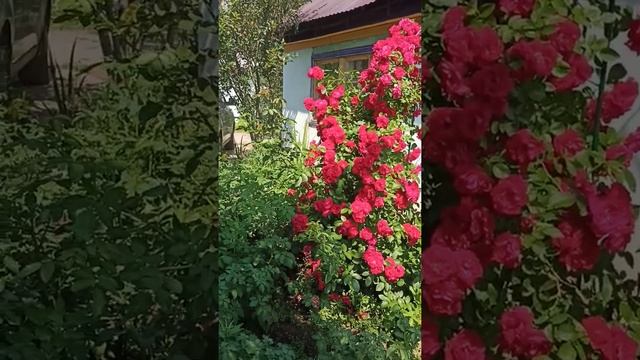 Роза королева сада.Плетистая уход. смотреть онлайн