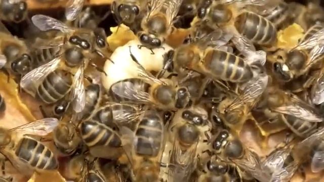 Asalarilar Haqda Siz Bilmagan Qiziqarli Ma'lumotlar