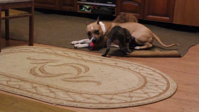 GaidJewel's Valkyrie of Elvet Wonderful (Кира) & GaidJewel's Great Gold Tiger (Голд) смотреть онлайн