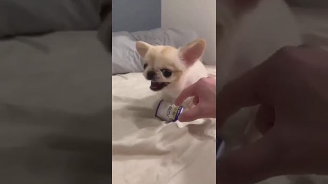 cute pet (5) смотреть онлайн