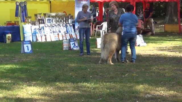 Национальная выставка кавказских овчарок 2020 Ринг кобелей промежуток смотреть онлайн