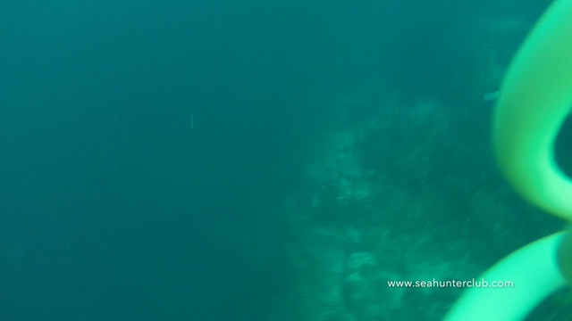 Spearfishing Phuket