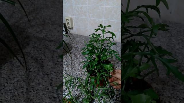 Гуллар учун кальций смотреть онлайн