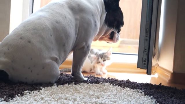 Собака Сэмм и котёнок Лёшка ( три дня в нашем доме) смотреть онлайн