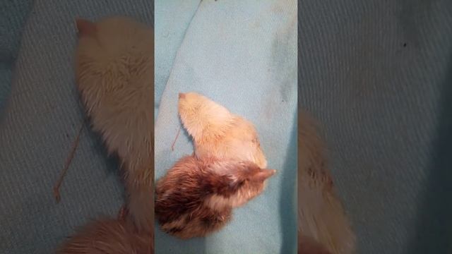 КУРИЦА ПОРОДЫ ФЕНИКС ВЫВЕЛА ЦЫПЛЯТ, Я ОШИБСЯ НА 2 ДНЯ смотреть онлайн