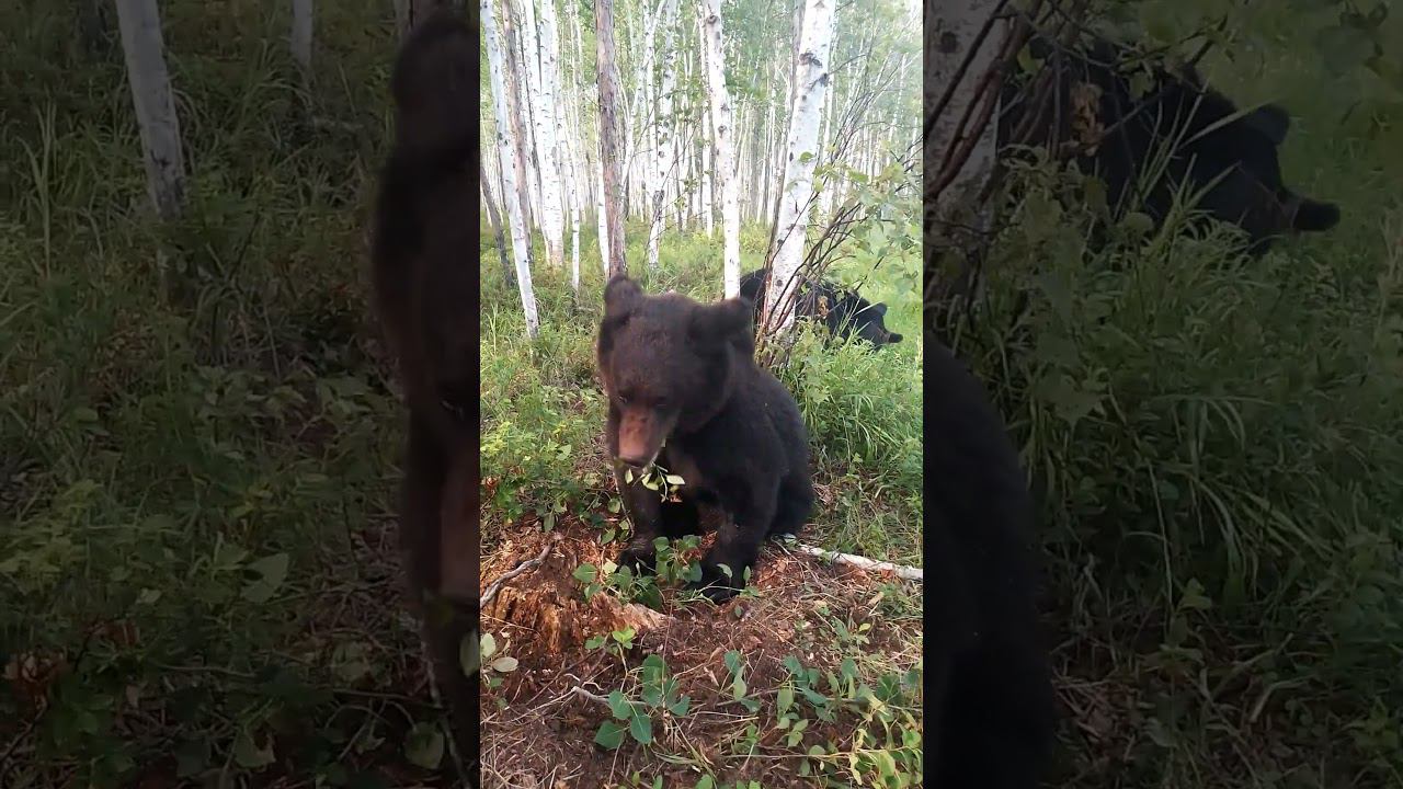 Вот пойми этих медведей. смотреть онлайн
