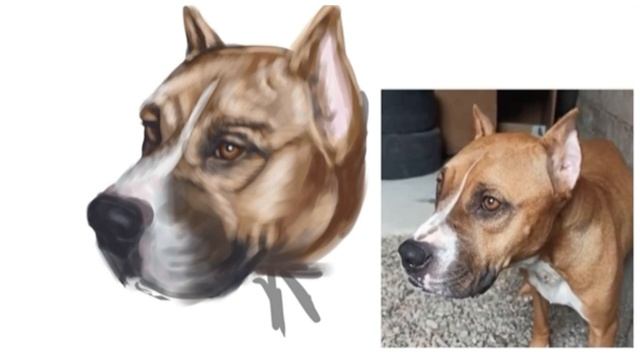 Питбуль Zarra с канала My DOG рисунок смотреть онлайн