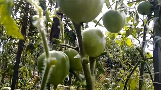 томат Ксения гибрид F1 Сибирския сад смотреть онлайн