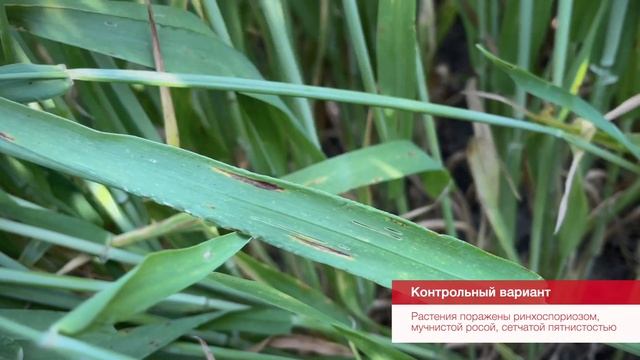 Полевой вестник. Результаты применения фунгицидов на озимом ячмене в АгроЦентре BASF Краснодар смотреть онлайн