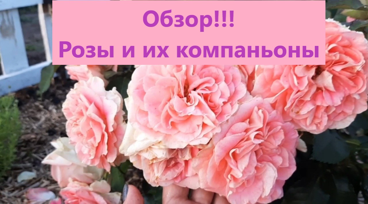 Розы и их компаньоны. Обзор конца первой и начало второй волны цветения на 22 июля смотреть онлайн