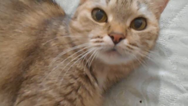 "Ну, что ты хочешь?" Кошка Ромашка. смотреть онлайн