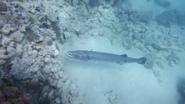 Barracuda, Барракуда на чистке, Great barracuda....DSCF1487 смотреть онлайн