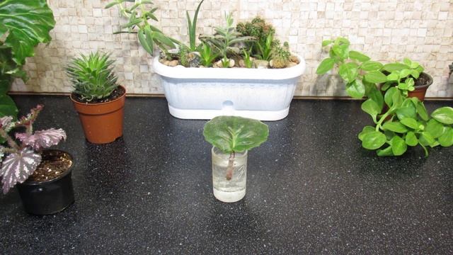 ФИАЛКА НЕ УКОРЕНЯЕТСЯ В ВОДЕ. ПРАВИЛЬНЫЙ ВИДОСИК :)) смотреть онлайн