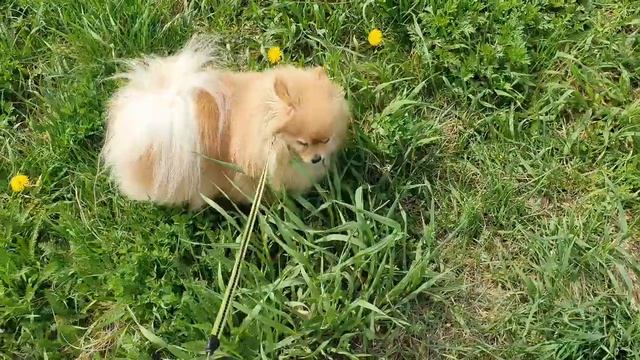 Шпица в одуванчиках невозможно отвлечь от травы! смотреть онлайн