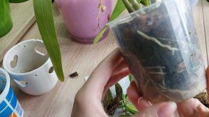 Орхидея Камбрия. В чем сложность в уходе за ней