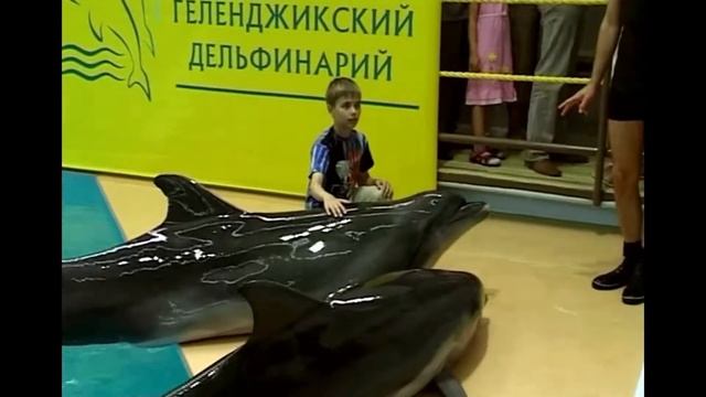 Хроника дня в Геленджике и день защиты дельфинов и китов смотреть онлайн