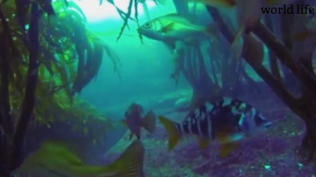 the ocean is way deeper than you think 😲 . under the sea 4k, ocean sound relaxing music 🎶.#relaxing смотреть онлайн