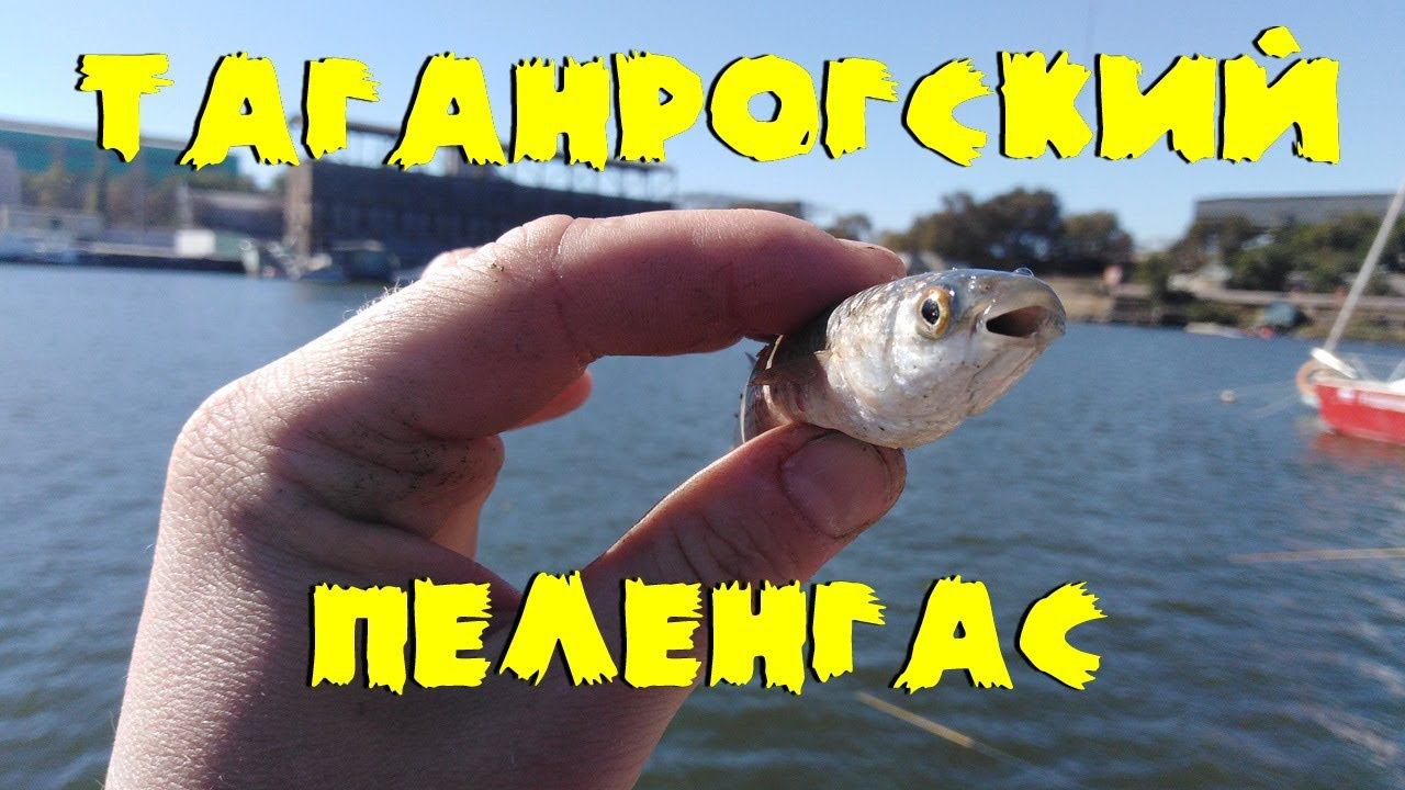 Ловля пеленгаса в Таганроге. PelengasGO.