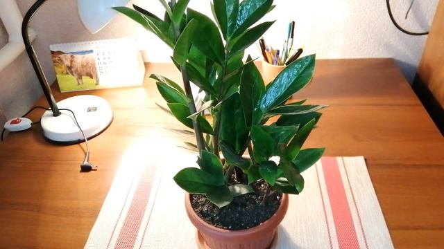 ??ЗАМИОКУЛЬКАС - ОЧЕНЬ ЭФФЕКТНОЕ РАСТЕНИЕ ДЛЯ ОФИСА И ДОМА смотреть онлайн