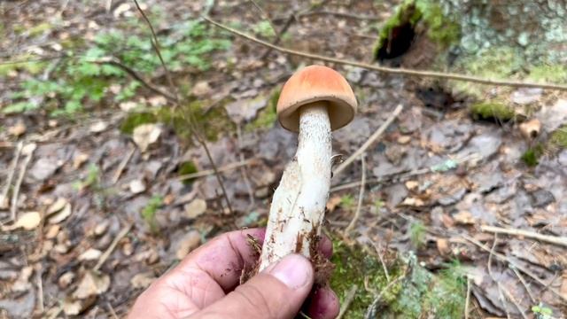 ГРИБЫ в ИЮЛЕ и ХОРОШАЯ ЧЕРНИКА! Грибы 2022 смотреть онлайн