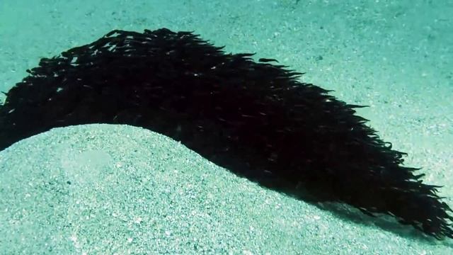 Collective mimicry in striped eel catfish (Plotosus lineatus) смотреть онлайн