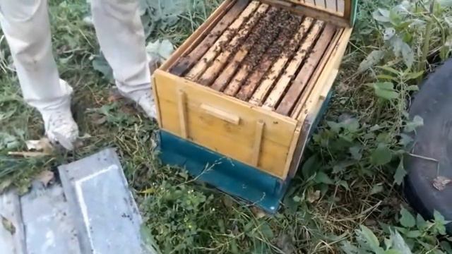 Подготовка в зиму кассетно-корпусного улья. смотреть онлайн