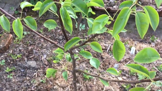 ОСНОВНЫЕ ПРАВИЛА ВЫБОРА И ПОСАДКИ РАСТЕНИЙ от Вероники Поливкиной | Природа будущего смотреть онлайн