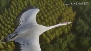 Зелимхан Тарамов??Снег Летит Как Птичья Стая?2019?