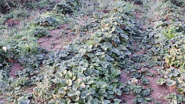 Начали копать ОКС СОПРАНО и АЛЬБА.