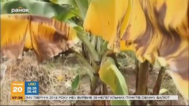 Тропический грибок: станут ли бананы дефицитом? смотреть онлайн