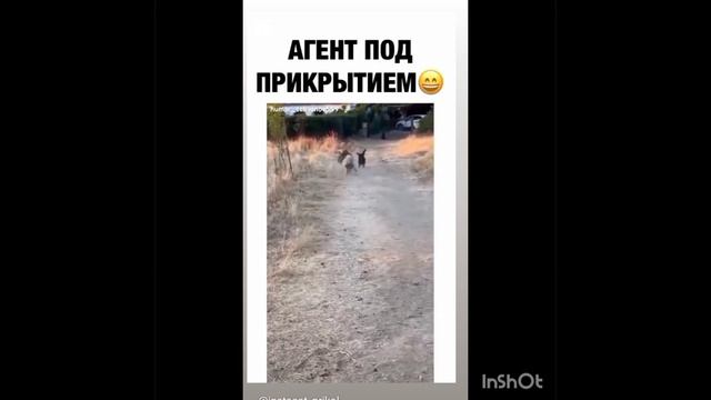 Лучшая подборка приколов недели ?