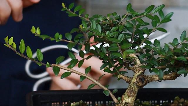 Pruning a Honeysuckle Bonsai ✂️🌳 (Lonicera) смотреть онлайн