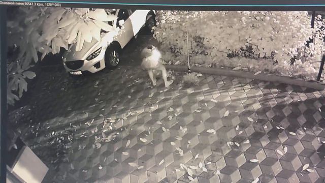 Спасибо ,что не насрала! Жесть ! Смотреть до конца! .🌴ЛАЗАРЕВСКОЕ и Я Для тех кто не пописан на 1 й смотреть онлайн