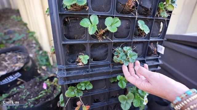 April Garden Tour - Tips on Nasturtiums, Peas, Tomatoes, Grapes & More! ? ??? смотреть онлайн