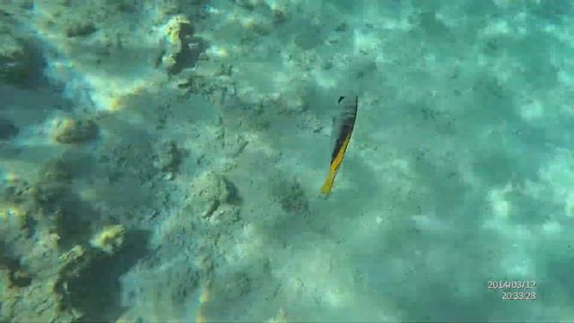 Египет подводная съёмка в райне пляжа Альбатрос аквапарк смотреть онлайн