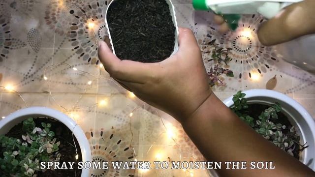 HOW TO PROPAGATE: TRI-COLOR BOLIVIAN JEW | VARIEGATED TURTLE VINE | CALLISIA REPENS смотреть онлайн