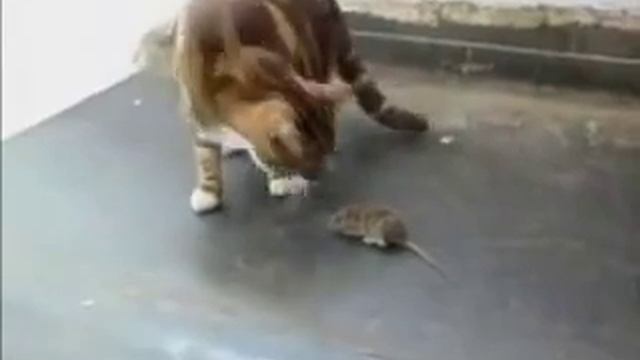 Эти забавные животные ~ Злобная МЫШЬ! смотреть онлайн