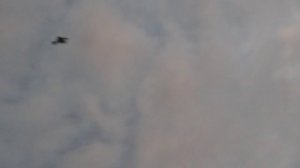 ЧЕРЕПУХУС УЧИТСЯ ЛЕТАТЬ!! УЛЕТЕЛ В БОЛОТО??