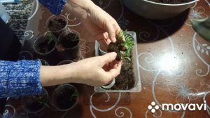 пикирую статицу