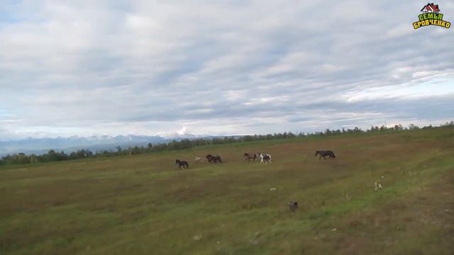 Табун лошадей в Тункинской долине. Красотище!!! (09.19г.) Семья Бровченко. смотреть онлайн
