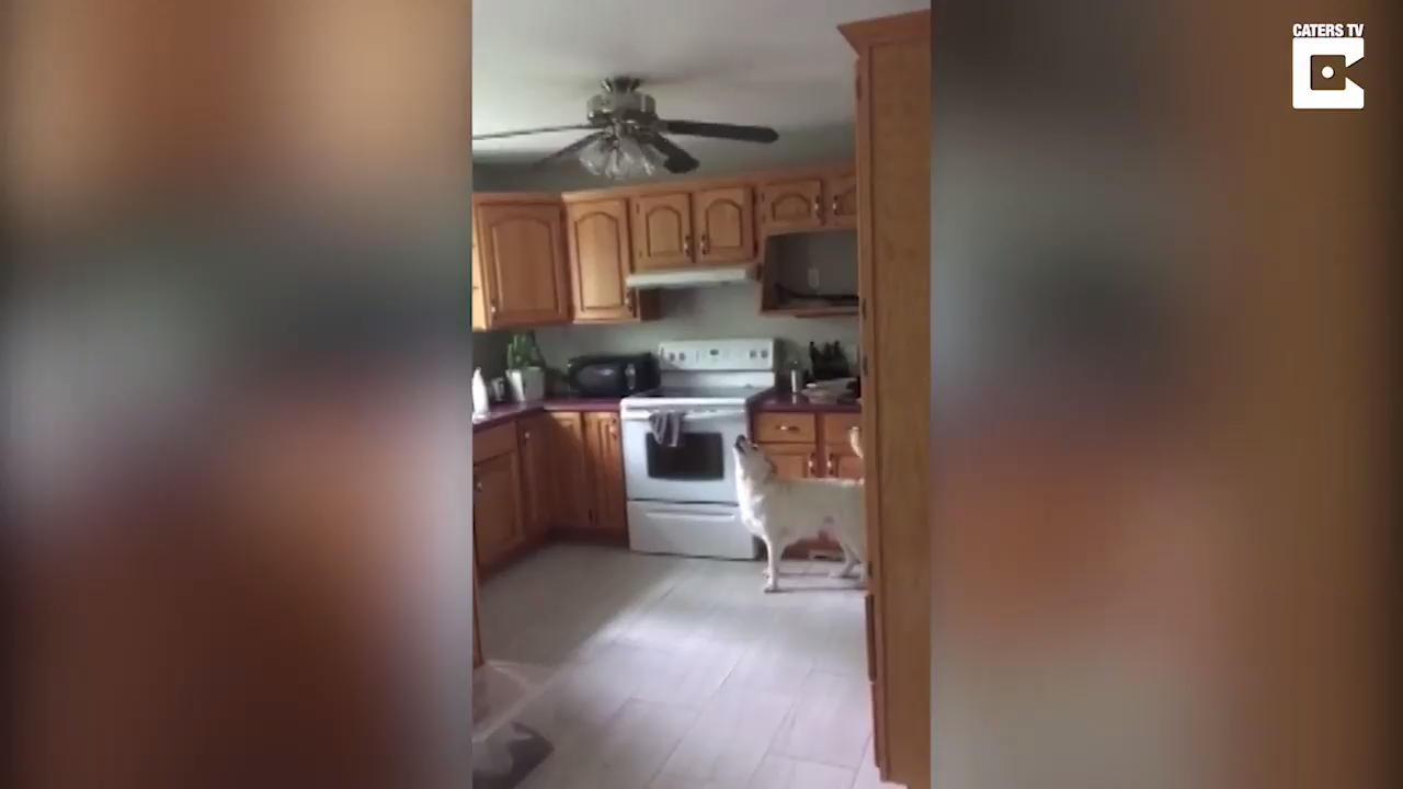 Собака не любит вентилятор смотреть онлайн