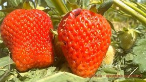 Земляника садовая Сан Андреас (fragaria ananassa) ? обзор: как сажать, рассада земляники Сан Андреа