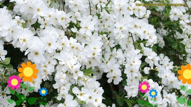 Экзохорда кистевая. Краткий обзор, описание характеристик Exochorda Racemosa Magical Springtime