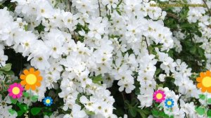 Экзохорда кистевая. Краткий обзор, описание характеристик exochorda racemosa Magical Springtime