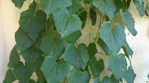 Выращивание огурцов в бутылках. Выращивание огурцов и томатов на балконе.