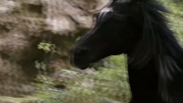 Igor Paspalj - D minor,Восточный ветер 2,Ostwind 2 смотреть онлайн